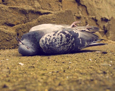 Dead pigeon, BYH 1960s