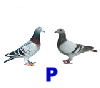 P - The Feral Pigeon Family - BYH's Biggest!