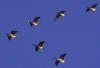 V - V-formation of Ducks Heading Home